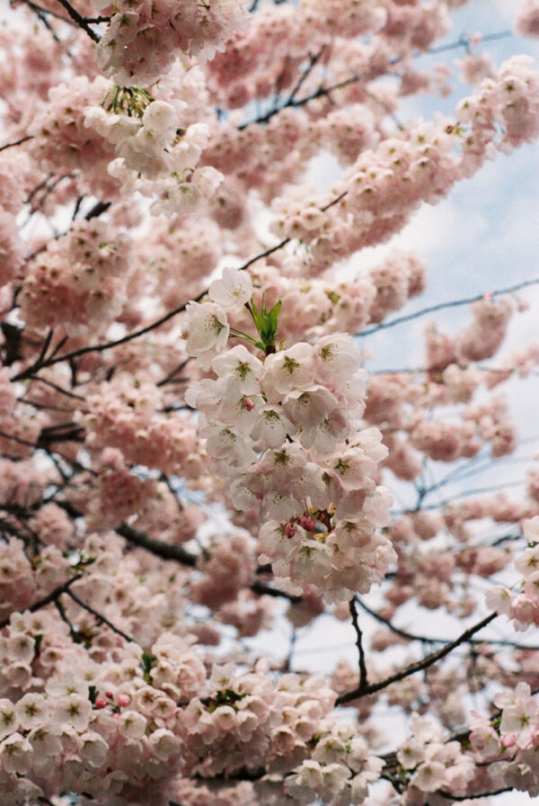 Cherry blossom art photography print