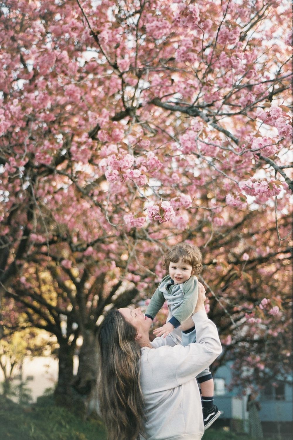 cherry blossom maternity shoot