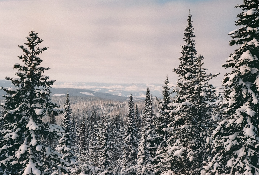 Evergreen forest and snowy valley at SilverStar Mountain Resort in winter