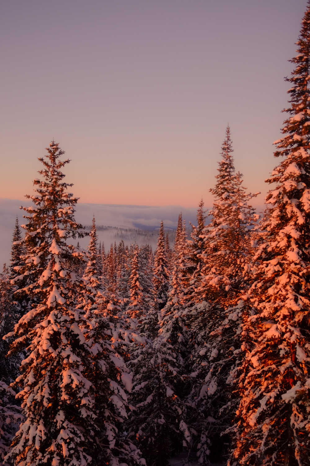 Snow-covered evergreen trees glowing at sunrise at SilverStar Mountain Resort