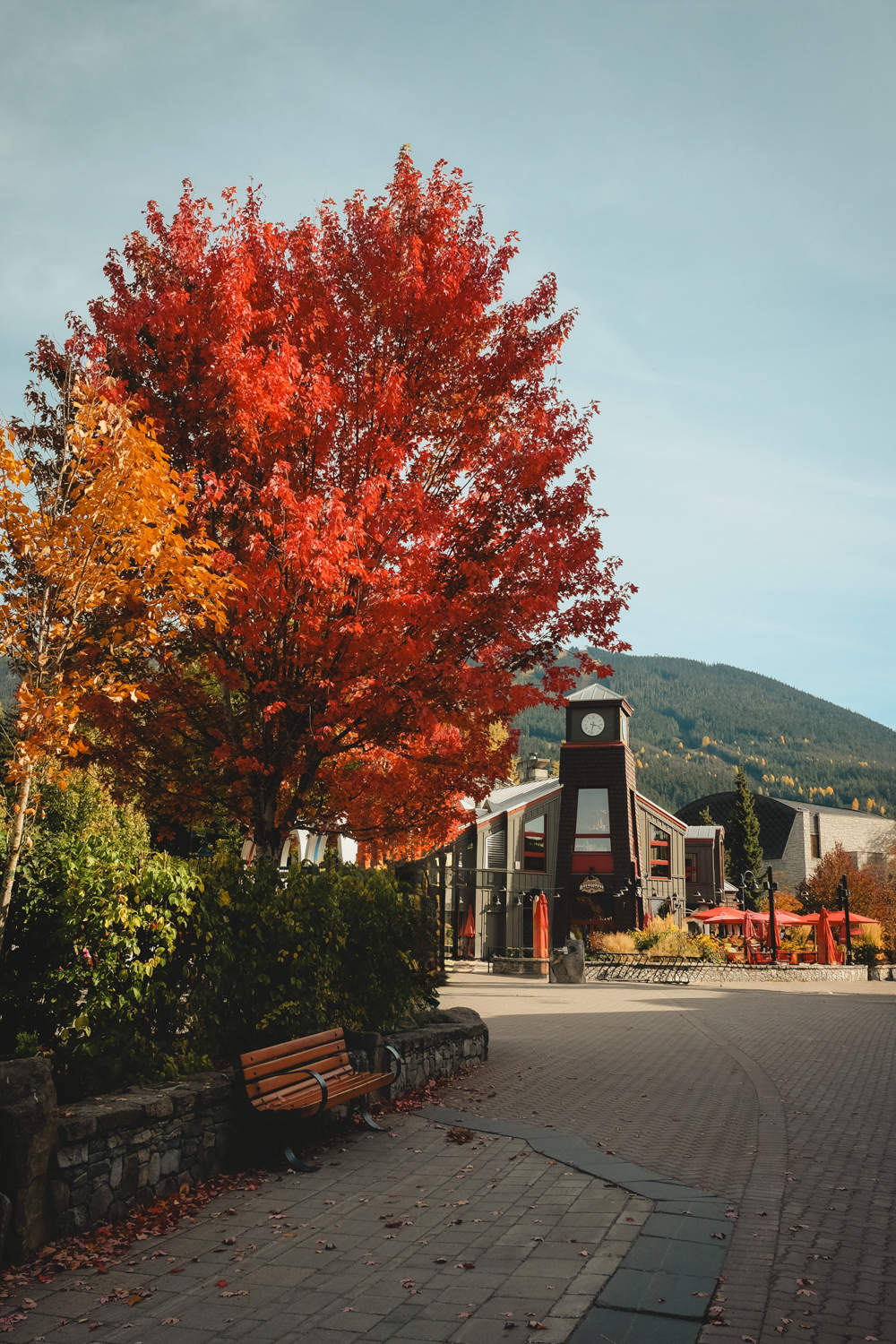 Bright red autumn tree in Whistler Village during fall