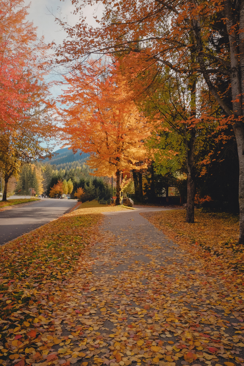 Leaf-covered path through Whistler during peak fall colours