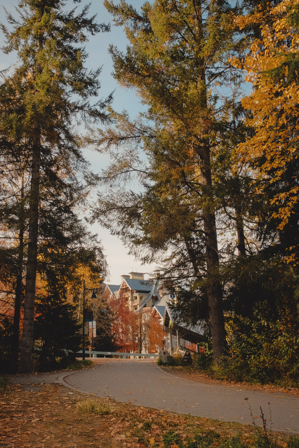 Autumn walk beneath golden trees in Whistler, British Columbia